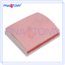 PNT-TM003 Advanced Skin and Muscle Suture Practice Model